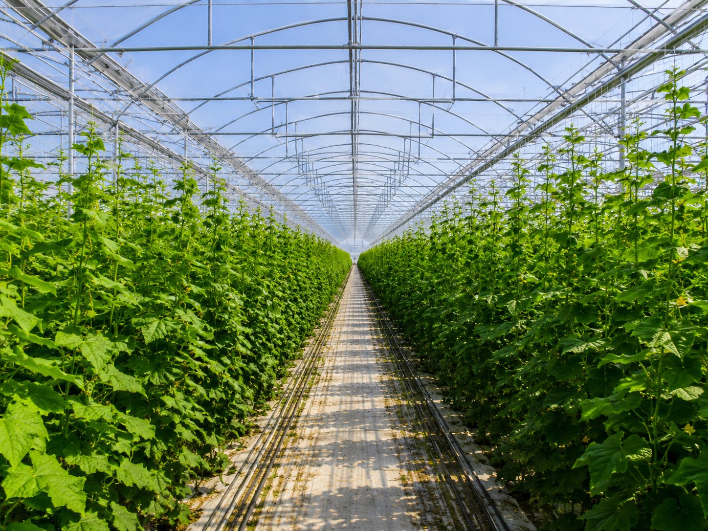 Greenhouse film installation