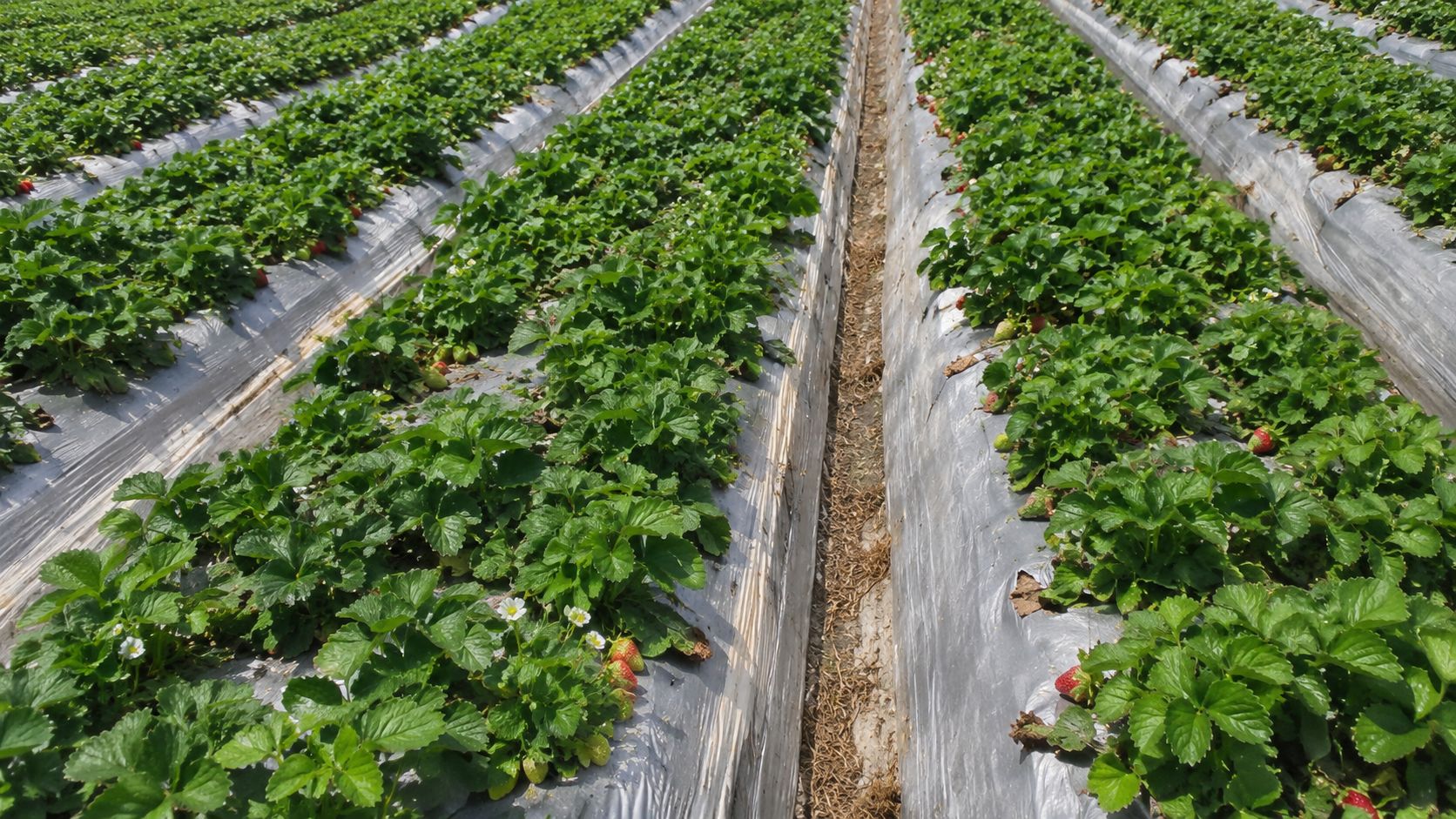 Strawberry rows growing on mulch film beds